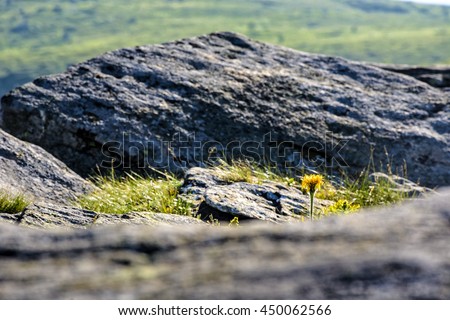 Similar – Image, Stock Photo Dandelion, huge Nature