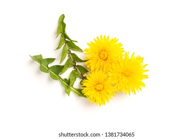 Yellow dandelion isolated on white background.