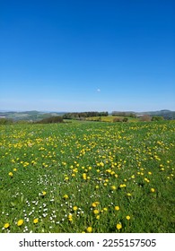 Yellow dandelion meadow and blue sky in spring