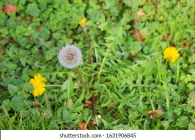 Yellow Dandelion Weeds In The Lawn