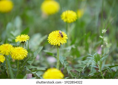 Yellow dandelions with blurred background.