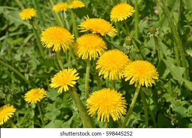 Yellow dandelions. Bright flowers dandelions on background of green spring meadows.