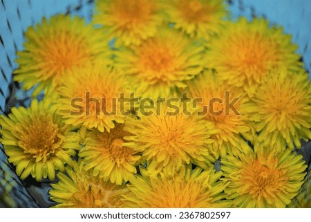 Yellow dandelions flowers floating in a blue glass bowl of water.
