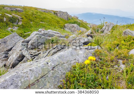 Similar – Image, Stock Photo Dandelion, huge Nature