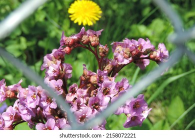 A Yellow Dandellion and Periwinkle Bergenia flowers framed in a metal fence on green background 