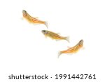 yellow danio zebrafish swimming isolated on white background, macro photography