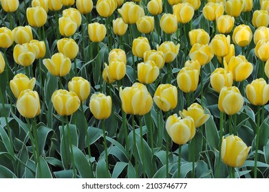 Yellow Darwin Hybrid tulips (Tulipa) Jaap Groot with variegated leaves bloom in a garden in April