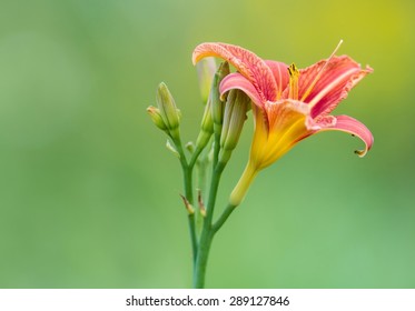 Yellow Day Lily