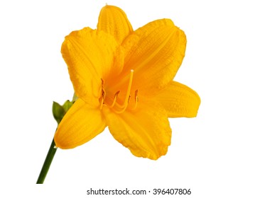 Yellow Day Lily Isolated On A White Background.