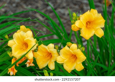 Yellow daylilies growing in the garden in summer