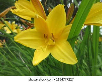 A Yellow Daylily