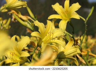 Yellow Daylily Cultivar In Botanical Garden