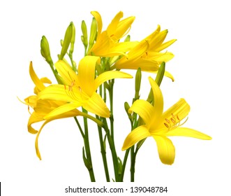 Yellow Daylily Isolated On White Background