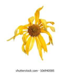 Yellow Dead Flower Isolated On White Background