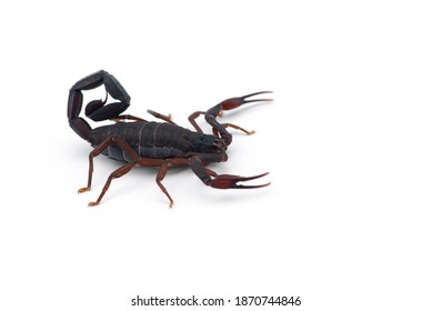 521 Scorpion top view Images, Stock Photos & Vectors | Shutterstock