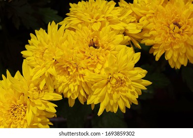 52 Dendranthema grandiflora Images, Stock Photos & Vectors | Shutterstock