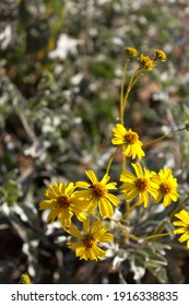 Yellow Desert Flower Nature Plant