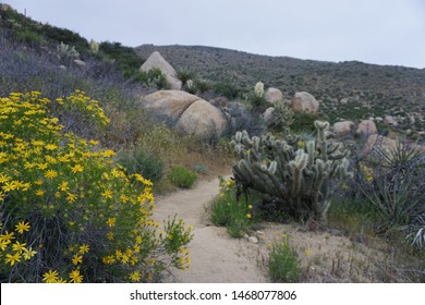 Yellow desert flowers on the Pacific Crest Trail, California