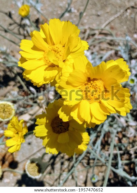 Yellow\
desert marigold flowers in a Palm Desert\
garden
