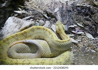 Yellow Dimond Back Rattle Snake