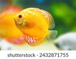 Yellow Discus (Symphysodon aequifasciatus) - Freshwater Fish