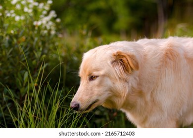 Yellow Dog With Long Fur Eating Grass