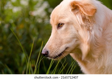 Yellow Dog With Long Fur Eating Grass