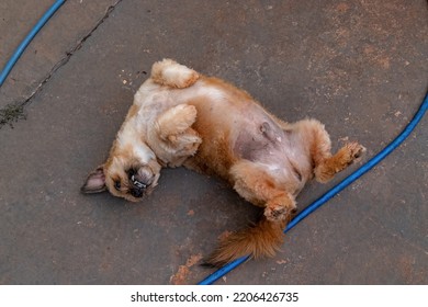 Yellow Dog Lying On The Sidewalk With Its Belly Up