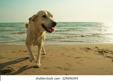 Yellow Dog On The Beach