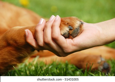 Yellow Dog Paw And Human Hand Shaking, Friendship