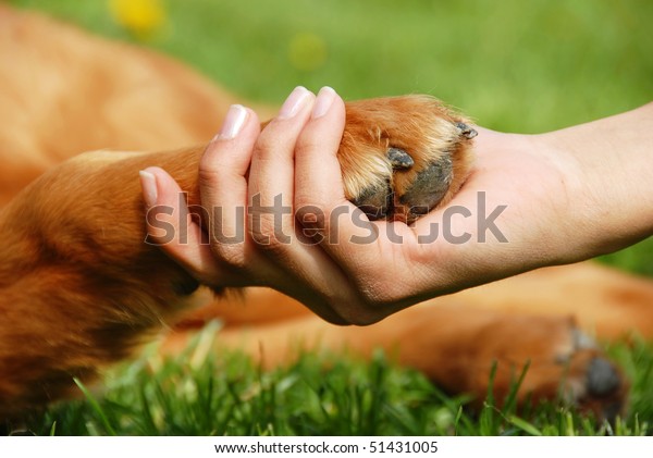yellow dog paw\
and human hand shaking,\
friendship