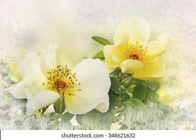 Yellow Dog Roses, Floral Card Design With Texture Frame