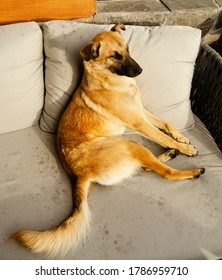 Yellow Dog Sitting On Patio Furniture On Backyard Deck. 