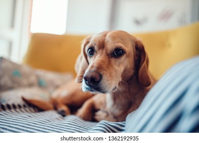Yellow dog sitting on yellow sofa and looking at camera