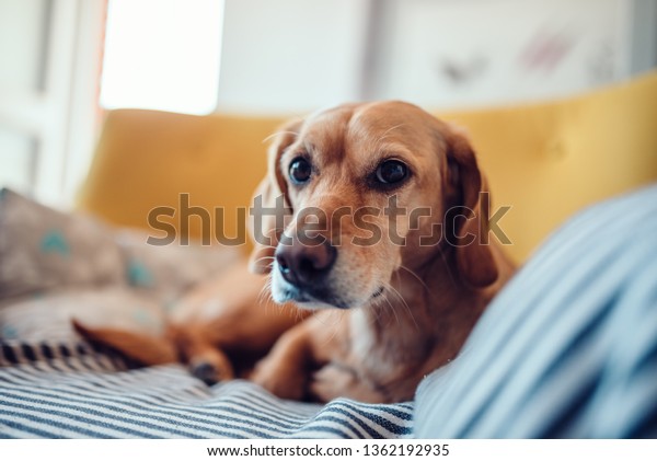 Yellow\
dog sitting on yellow sofa and looking at\
camera