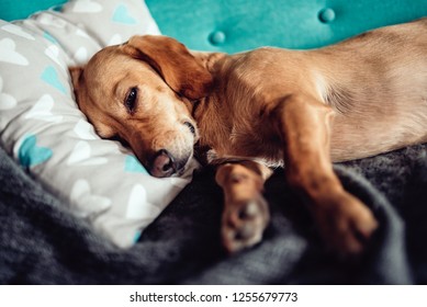 Yellow dog sleeping on blue sofa - Shutterstock ID 1255679773