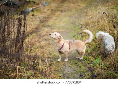 Yellow Dog Sniffing The Air