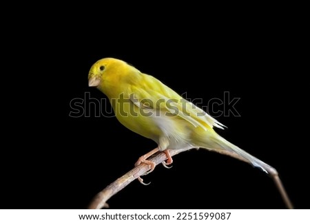 Yellow domestic canary bird (Serinus canaria forma domestica) perched on branch isolated on black background