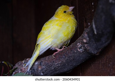 Yellow Domestic Canary In The Zoo