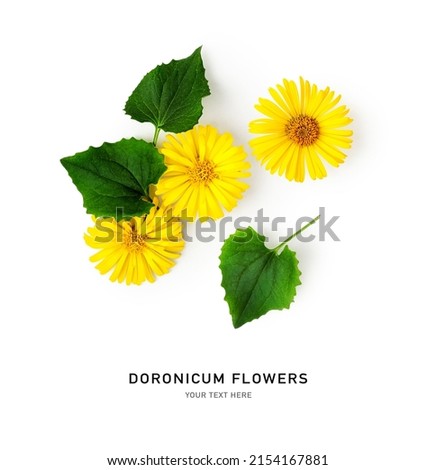 Yellow doronicum flower creative layout. Leopard’s bane flowers with leaves isolated on white background. Floral arrangement. Design element. Springtime concept. Top view, flat lay 
