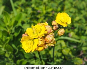 Yellow Double-flowered Oxalis Compressa Flowers, Close Up. Bermuda Buttercup Or Buttercup Oxalis Is Tristylous, Flowering Plant In The Wood Sorrel Family, Oxalidaceae. Common Sourgrass Or Soursop.