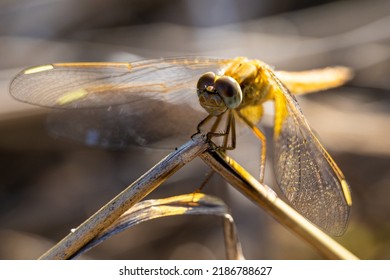 The Yellow Dragon Fly Close Up