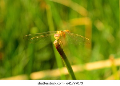 Golden-Haired  immature