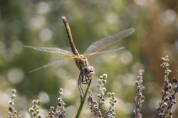 Yellow Dragonfly On Branch With Blurred Background