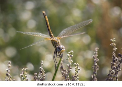 yellow dragonfly on branch with blurred background
