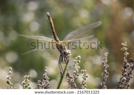 yellow dragonfly on branch with blurred background