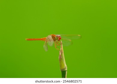 A Yellow Dragonfly perched in twig (Capung bertengger di dahan) - Powered by Shutterstock