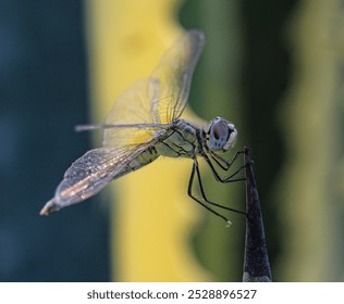 yellow dragonfly resting in green garden - Powered by Shutterstock