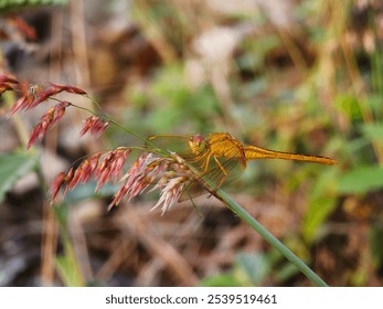 A yellow dragonfly resting on grass firmly - Powered by Shutterstock