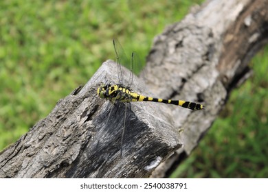 Yellow Dragonfly Resting on Log - Powered by Shutterstock